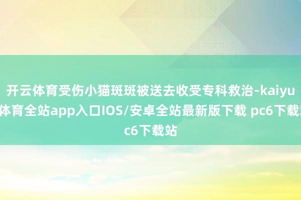 开云体育受伤小猫斑斑被送去收受专科救治-kaiyun体育全站app入口IOS/安卓全站最新版下载 pc6下载站